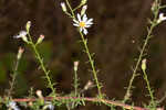 Rice button aster